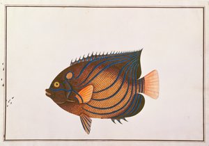 Skalary niebieskoobrotowe, z Rysunków ryb z Malakki, ok. 1805-18 (wc na papierze) autorstwa Chinese School