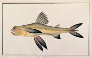 Bombay Duck, z Rysunków ryb z Malakki, ok. 1805-18 (wc na papierze) autorstwa Chinese School