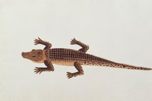 Boo-ay-ah Alligator, z Rysunków zwierząt, owadów i gadów z Malakki, ok. 1805-18 (wc i gwasz na papierze) autorstwa Chinese School