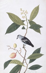 Booah Nawa Hawa, z Rysunków ptaków z Malakki, ok. 1805-18 (wc na papierze) autorstwa Chinese School