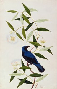 Boorah Farleeh, z Rysunków ptaków z Malakki, ok. 1805-18 (wc na papierze) autorstwa Chinese School