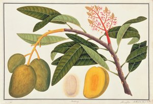 Buihang Mangifera, z Rysunków roślin z Malakki, ok. 1805-18 (wc na papierze) autorstwa Chinese School