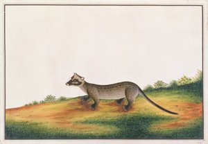 Cywet palmowy, z Rysunków zwierząt, owadów i gadów z Malakki, ok. 1805-18 (gwasz i wc na papierze) autorstwa Chinese School