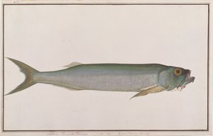 Dorab Wolf-śledź, z Rysunków ryb z Malakki, ok. 1805-18 (wc na papierze) autorstwa Chinese School