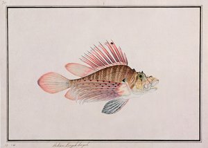 Eekan Linqah Singah, z Rysunków ryb z Malakki, ok. 1805-18 (wc na papierze) autorstwa Chinese School