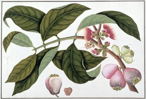 Eugenia lub Jamboo Teloie poote, z Rysunków roślin z Malakki, ok. 1805-18 (wc na papierze) autorstwa Chinese School