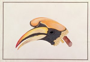 Dzioborożec wielki, z Rysunków ptaków z Malakki, ok. 1805-18 (wc na papierze) autorstwa Chinese School