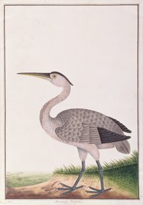Czapla siwa, z Rysunków ptaków z Malakki, ok. 1805-18 (wc na papierze) autorstwa Chinese School