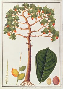 Klapang Terminalia Molucana lub malajski migdał, z Rysunków roślin z Malakki, ok. 1805-18 (wc na papierze) autorstwa Chinese School