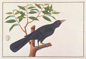 Koel, z Rysunków ptaków z Malakki, ok. 1805-18 (wc na papierze) autorstwa Chinese School