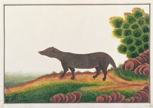 Mangusta, z Rysunków zwierząt, owadów i gadów z Malakki, ok. 1805-18 (gwasz i toaleta na papierze) autorstwa Chinese School