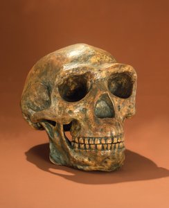 Czaszka zrekonstruowana Peking Mans, Cave Choukoutien (kość) autorstwa Chinese School