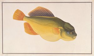Putterfish, Rysunki ryb z Malakki, ok. 1805-18 (wc na papierze) autorstwa Chinese School
