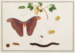 Sześć stawonogów z Rysunków zwierząt, owadów i gadów z Malakki, ok. 1805-18 (wc i gwasz na papierze)
