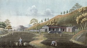 Sadzenie herbaty (wc na papierze) autorstwa Chinese School