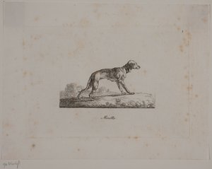 Minette autorstwa Christian David Gebauer