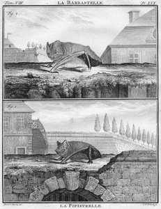 La Barbastelle i La Pipistrelle, ok. 1763.