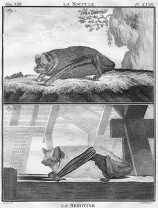 La Noctule i La Serotine, ok. 1763.