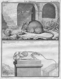 Mysz, ok. 1763.