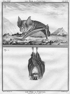 Le Fer-A-Cheval i Le Fer-A-Cheval zawieszony za stopy, c1763.