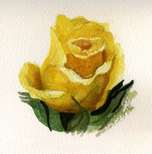 Żółta róża, 2009 (akwarela na papierze) autorstwa Christian Furr