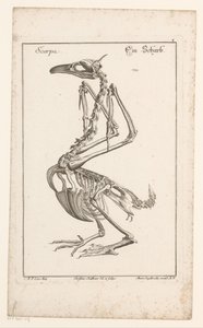 Skeleton van een aalscholver Scarpa / Sharb (tytuł na obiekcie) Różne ciała Sceleta lub nogi (tytuł serii) autorstwa Christian Hallbaur