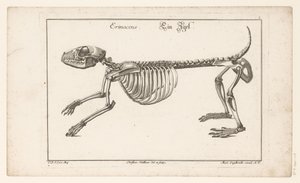 Szkielet jeża Erinaceus / Ein Egel (tytuł na obiekcie) Unterschiedliche Sceleta lub Bone-Cörper (tytuł serii) autorstwa Christian Hallbaur
