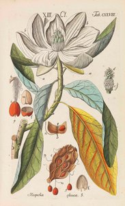 Podręcznik botaniczny, 1808. autorstwa Christian Schkuhr