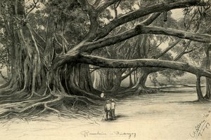 Olbrzymie drzewa w Buitenzorg, Jawa, 1898. autorstwa Christian Wilhelm Allers