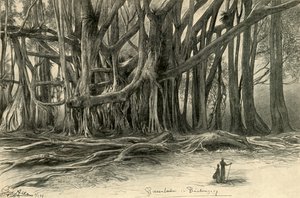 Olbrzymie drzewa w Buitenzorg, Jawa, 1898.