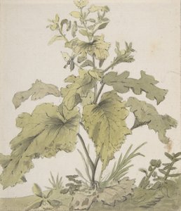 Studium rośliny, 1712-74. autorstwa Christian Wilhelm Ernst Dietrich