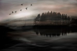 Ptaki nad Misty Lake