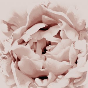 Różowa piwonia autorstwa Christina Sillen