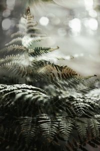 Wspaniałe paprocie leśne autorstwa Christina Sillen