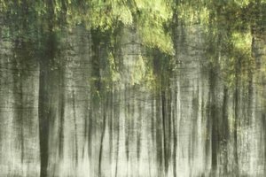 Eteryczne światło lasu autorstwa Christina Sillen