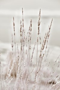 Zimowa trawa pokryta szronem autorstwa Christina Sillen