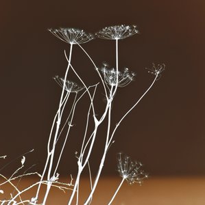 Świecące formy roślinne autorstwa Christina Sillen