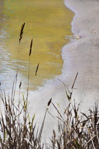 Golden Shore Reeds autorstwa Christina Sillen