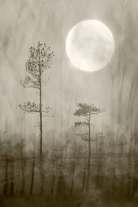 Misty Moon – książka autorstwa Christina Sillen