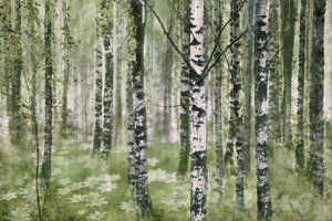 Spokojny las brzozowy autorstwa Christina Sillen