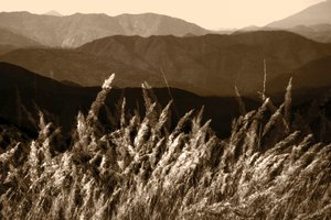 Trawka z Góry Sepia