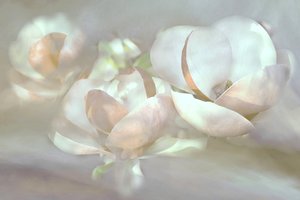 Delikatne kwiaty magnolii autorstwa Christina Sillen