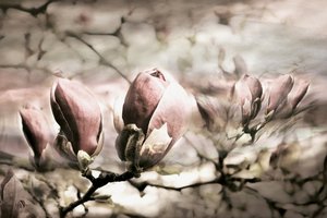 Miękkie pączki magnolii autorstwa Christina Sillen