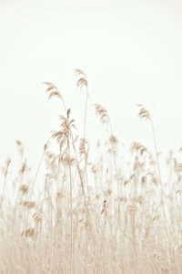 Delikatnie kołyszące się trzciny autorstwa Christina Sillen
