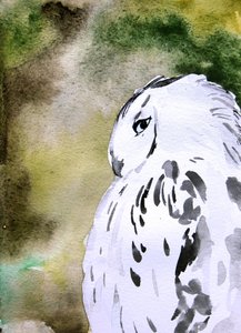 Watercolor Snowy Owl autorstwa Christine Lindstrom