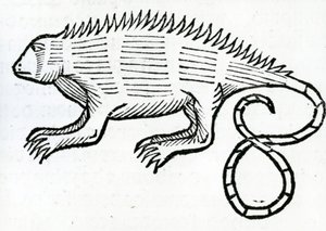 Iguana z „Ogólnej historii Indii” 1547