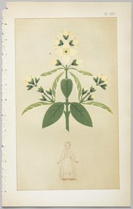 Sztuka projektowania dekoracyjnego : z dodatkiem, podającym godziny otwarcia kwiatów, wyd. Day & Son, Londyn, 1862 autorstwa Christopher Dresser
