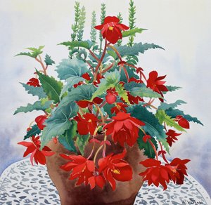 Begonia (akwarela na papierze) autorstwa Christopher Ryland
