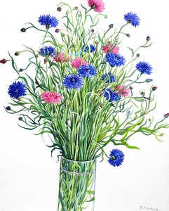 Chabry (akwarela na papierze)