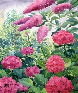 Hortensje Ogrodowe i Buddleia (akwarela na papierze)